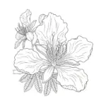 Hoa Phượng thumbnail