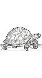 hình tô màu Rùa cho bé 6 tuổi miễn phí
