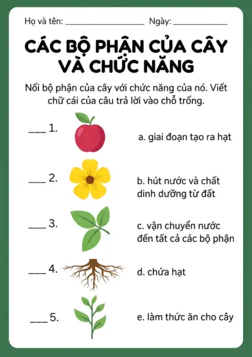 phiếu bài tập Ghép bộ phận với chức năng