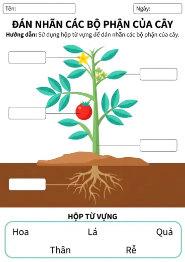 phiếu bài tập Gọi tên rễ thân lá hoa