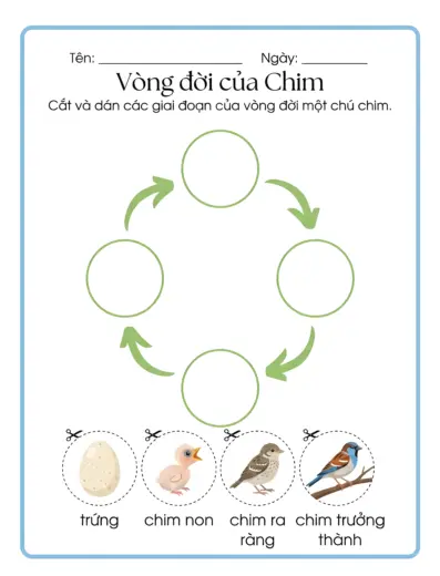 phiếu bài tập Sắp xếp vòng đời chim cho bé