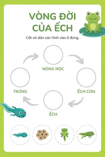 phiếu bài tập Sắp xếp vòng đời ếch rõ nét