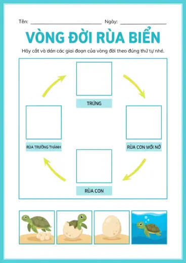 phiếu bài tập Sắp xếp vòng đời rùa biển cho bé