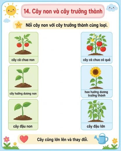 phiếu bài tập nối cây non và cây trưởng thành
