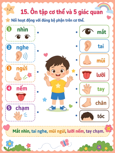 phiếu bài tập ôn tập cơ thể và 5 giác quan