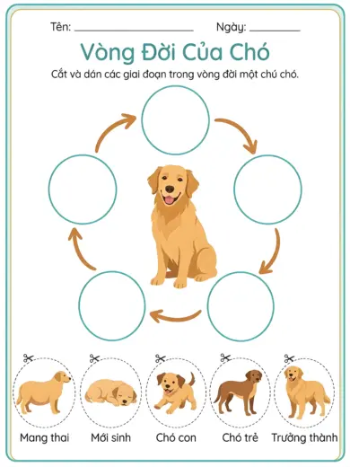 phiếu bài tập sắp xếp vòng đời chó cho bé